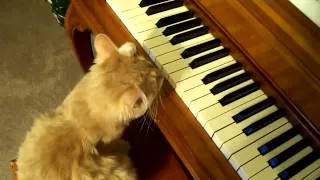 Кот играет на фортепиано. Cat Playing the Piano.