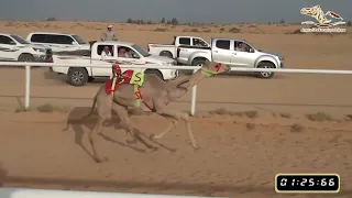 فوز (ناصية) لصاحبها -  شليويح صبيح الشمري - بميدان الهجن بطبرجل1445/10/18هـ