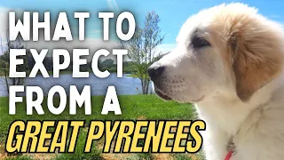 Living with a Great Pyrenees Puppy, What to Expect | Livestock Guardian Dog