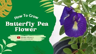 How to grow Blue pea/Butterfly pea flower from seed ( Bunga  Biru Telang) & Dry them