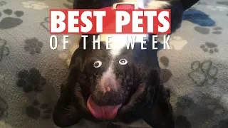 What Is That? | Funniest Pets Of The Week