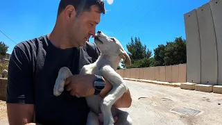 The dog ran out of the forest. A little puppy named Zoe at the military frontier.