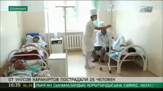 В Южном Казахстане 25 человек пострадали от укусов каракуртов