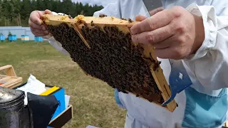 Расширение 6 рамочных  ульев 13 апреля 2024 г.Информация по пчелопакетам.