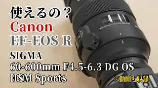 【使えるの？】キヤノン マウントアダプター EF-EOS Rでシグマ 60-600mm F4.5-6.3 DG OS HSM Sportsは使える？