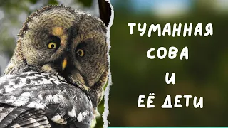 Туманная сова и ее дети