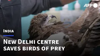 New Delhi rescue centre saves city's birds of prey | AFP