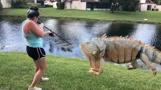 Girl hunter Blow Darts Big Florida Iguanas! Florida iguana Removal!