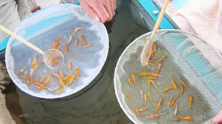 JAPANESE KOI FISH in 9 minutes | Short documentary