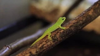 Spécial Bébés ! Éclosions chez les reptiles. Beauval, un œil en coulisse - Ep9