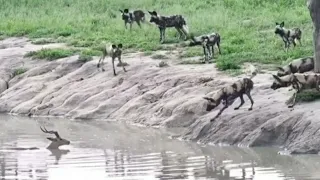Wild dogs hunt impala & hyena 2020