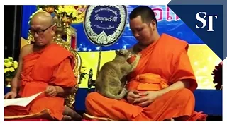 Watch a friendly feline test a Buddhist monk's patience