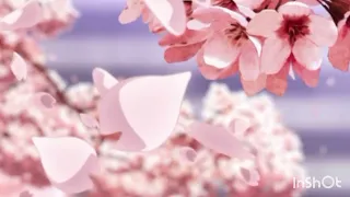 🌸 𝓨𝓮𝓪𝓱 - 𝓗𝓪𝓿𝓪𝓷𝓪 (𝓢𝓵𝓸𝔀𝓮𝓭 + 𝓡𝓮𝓿𝓮𝓻𝓫) 🌸