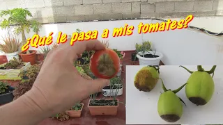 Se PUDRE los TOMATES 🍅 Manchas en el TOMATE 🍅 Cómo evitar la PODREDUMBRE APICAL