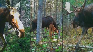 La semaine verte | Qui se cache dans les bois?