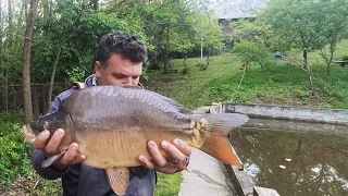 AM PRINS PEȘTIȘORUL AURIU🐬HRĂNITOARE LA STRUȚI