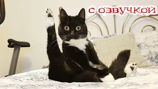 Funny Animal Videos 2023 - Funniest Dogs and Cats Videos #76