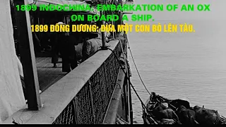 1899 Indochina: Embarkation of an ox on board a ship – 1899 Đông Dương: Đưa Một Con Bò Lên Tàu.