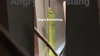 This giant boomslang is mad! #boomslang #reptiles #venomoussnakes #snake #pets #shorts