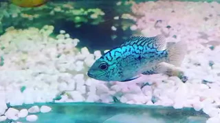 Electric Blue Texas cichlids