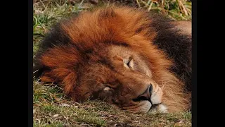 The lion sleeps tonight Long-Version 10 hours