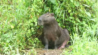 Capybara (Hydrochoerus hydrochaeris), French Guiana