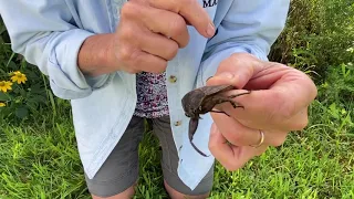 Giant Water Bug: leviathan of fresh water ponds