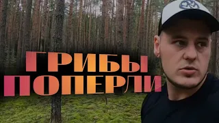 Грибы пошли!В лес за грибами!Идеальный сосновый лес. Лисички