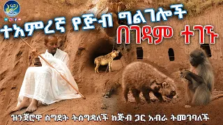 🤭ተአምር ነው‼️ጉድ በሉ👉ተአምረኛ የጅብ ግልገሎች በገዳም ተገኙ🔴 ጅቧ ቀን ቀን ልጆቿን ቤተክርስቲያን አስቀምጣ ትሄድና ማታ ለማጥባት ትመለሳለች👏ኑና እዩ