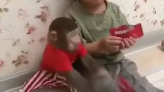 World's Most Sensible Monkey with Kids
