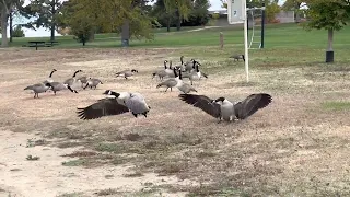 Geese make lots of noise and fight