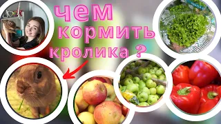 ПРАВИЛЬНОЕ ПИТАНИЕ КРОЛИКА! / ЧЕМ КОРМИТЬ ДЕКОРАТИВНОГО КРОЛИКА? / КОРМЛЕНИЕ КРОЛИКА!