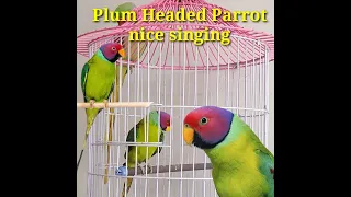 Plum headed parrot nice singing