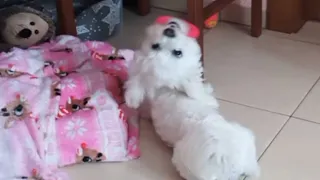 Play play play and be happy - Moments from the life of a cute Maltese dog