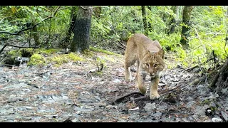 September Trail Cam Videos