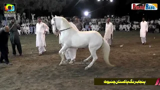 Dillan Da Jani l Ch Riaz Ahmad Gorsi l All Punjab Horse Dance ll Darbar Baba Tajuddin 18 Hazari 2022