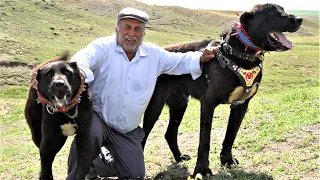 CELAL DAYININ DEV SİYAH ANADOLU ÇOBAN KÖPEKLERİ ! KURTÇU SİYAH ANADOLU ÇOBAN KÖPEĞİ - HAYMANA KARASI