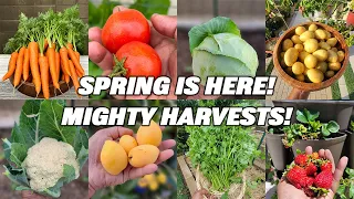 Bountiful May Harvests: Exploring the Wonders of a California Spring Garden!