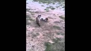 Jack Russell wants to be friends with cat