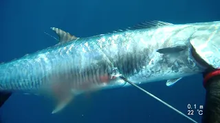 spearfishing  Spanish mackerel  /  פלמידה בצלילה חופשית