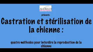 Quatre méthodes pour interdire la reproduction de la chienne !