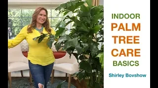 🌿  INDOOR PALM TREE CARE, (Areca Palm, Majesty Palm and more)  Step by Step  😀 Shirley Bovshow