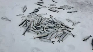 За селедкой на озеро Тунайча / Сахалин / Зимняя рыбалка