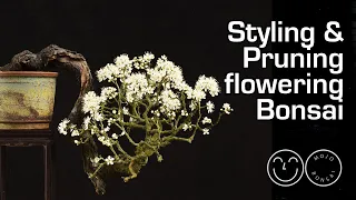 Styling and pruning flowering Bonsai
