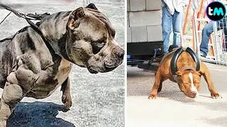 10 Razas De PERROS Más FUERTES Del Mundo | Su fuerza es descomunal 😨