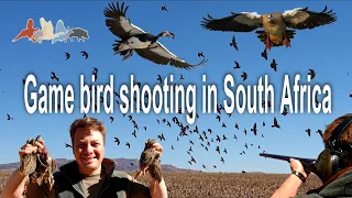 Game bird shooting in South Africa 2023
