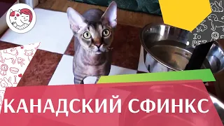 Канадский  сфинкс на ilikepet