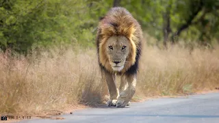 Southern Avoca Male lions & Plains camp Lion pride with Cubs - Kruger National Park