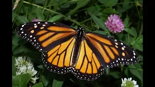 Zooanalysis - Monarch Butterfly (Danaus plexippus)