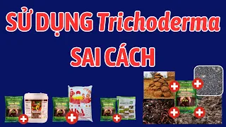 Sử dụng Trichoderma sai cách | Vôi, thuốc BVTV ảnh hưởng Trico thế nào? Ủ phân lỏng được không?